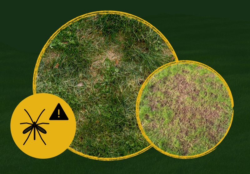Lawn pest control — leatherjacket damage